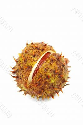 cracked spiky cupule cracked spiky cupule