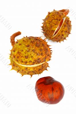 spiky cupule and chestnut spiky cupule and chestnut