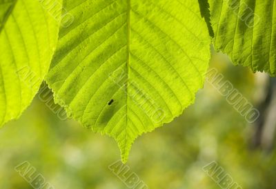 Foliage of a chestnut