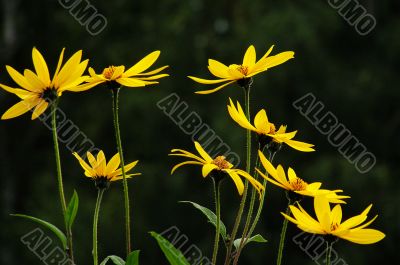 Yellow flowers