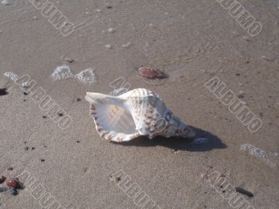 Sea cockleshell on sand