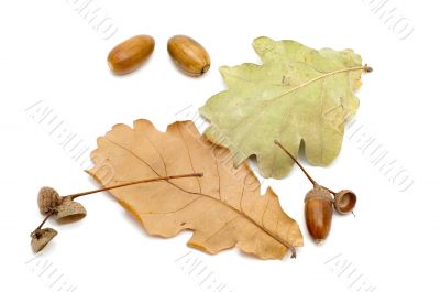 acorn