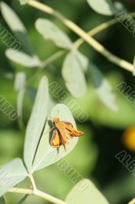 Orange Moth