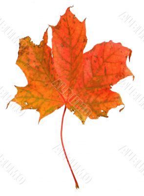 maple leaf isolated
