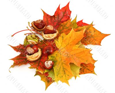 maple leaves and chestnuts