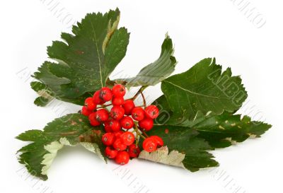 rowan berries
