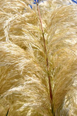 Reed feather