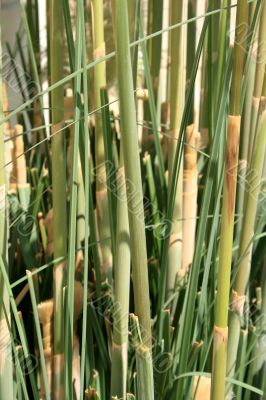 Reed stems