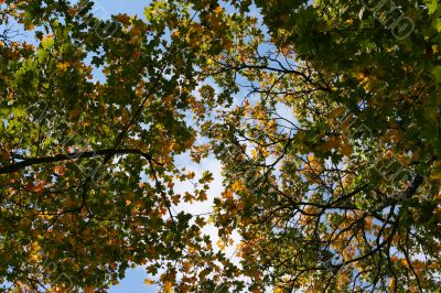 Colorful maple leaves on branches on sky background Colorful maple leaves on branches on sky background