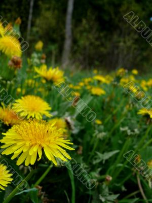 Dandelions Dandelions