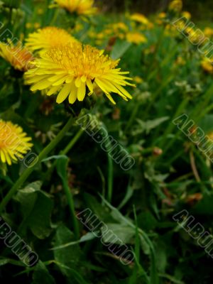 Dandelions Dandelions