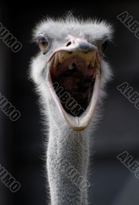 ostrich with open mouth screaming