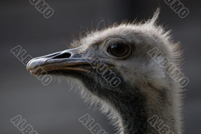 portrait of the ostrich portrait of the ostrich