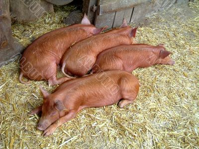 sleeping pigs in barn sleeping pigs in barn