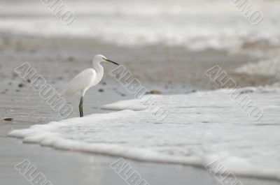 the ecuadorian white heron