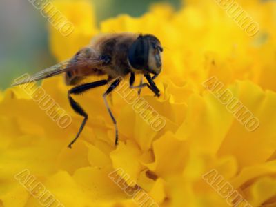 Insect on yellow flower