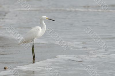 the ecuadorian white heron