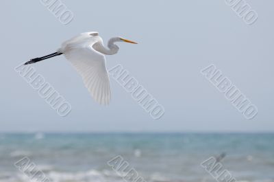 fly of ecuadorian white heron