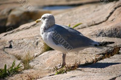 Herring gull on granite rock