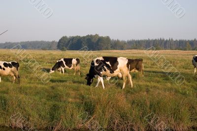 Cow eating
