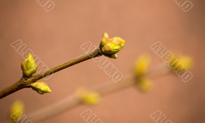 Spring on a beige background