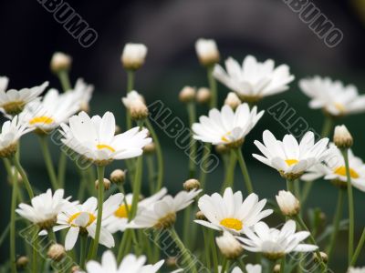 daisies background