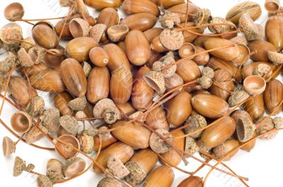 many acorns