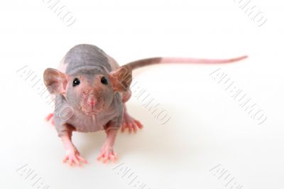 Naked rat