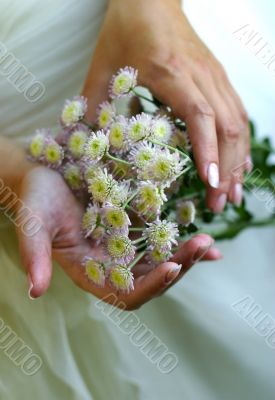 Chrysanthemums