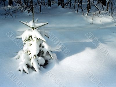 Little fir in the snowy forest. Little fir in the snowy forest.