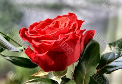 rose details