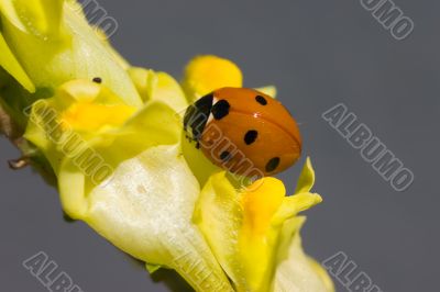 Ladybird