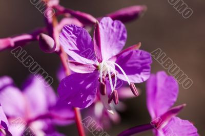 willow-herb