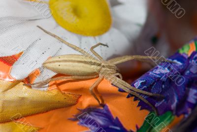 Spider on a bright background