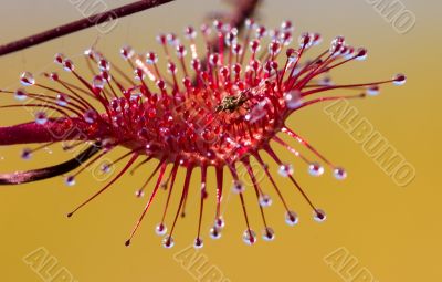 Predator and a victim