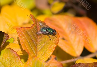 The fly on a dogrose