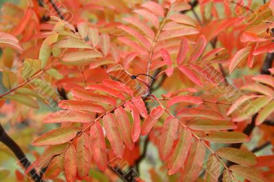 Red leaves of the rowan