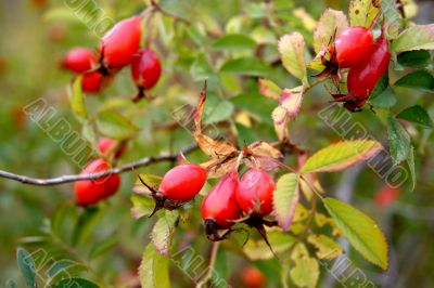 Fruits of the sweetbrier