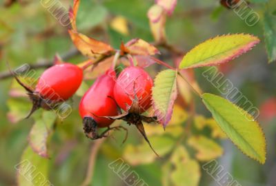 Fruits of the sweetbrier