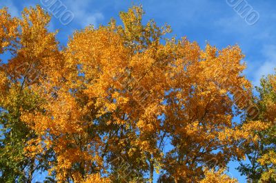 Yellow leaves of the tree 1