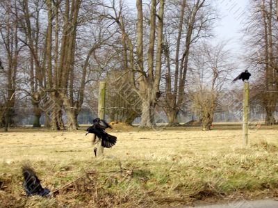 rooks fighting by a country road
