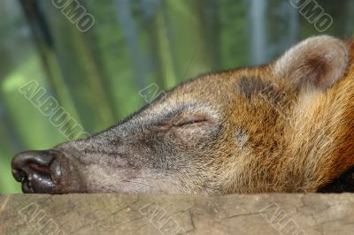 sleeping koati sleeping koati