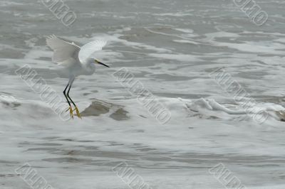 the fly of ecuadorian white heron the fly of ecuadorian white heron
