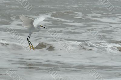 the fly of ecuadorian white heron