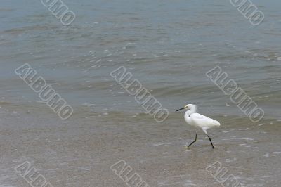 the ecuadorian white heron the ecuadorian white heron