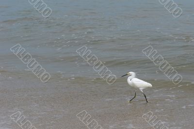 the ecuadorian white heron