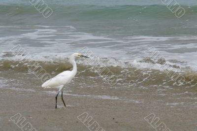 the ecuadorian white heron the ecuadorian white heron