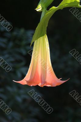 paradise flower