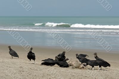 carrion-crows eating the dead turtle