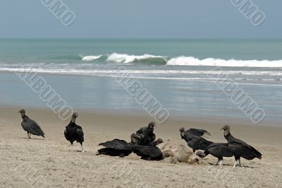 carrion-crows eating the dead turtle carrion-crows eating the dead turtle